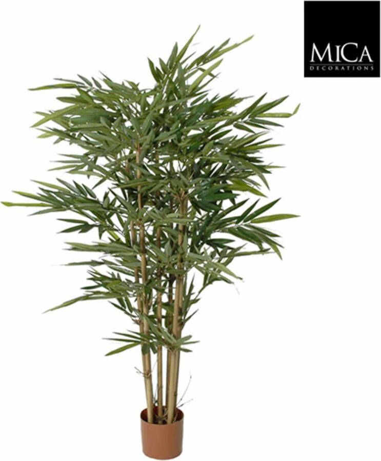 Mica Decorations bamboe maat in cm: 150 x 75 in plastic pot GROEN