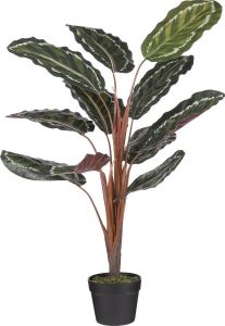 Mica Decorations Calathea Roseopicta Kunstplant H90 x Ø60 cm Groen