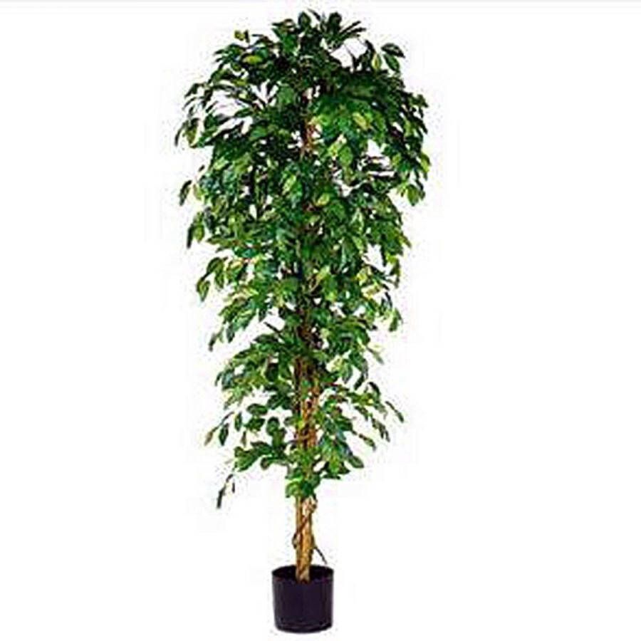 Merkloos Sans marque Kunstplant Ficus Benjamina Groen H 210cm Kunststof pot Mica Decorations