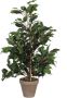 Mica Decorations Ficus Exotica Kunstplant in Bloempot Stan H60 x Ø35 cm Groen - Thumbnail 1