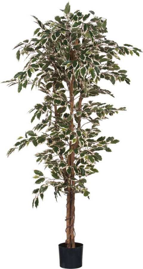 Merkloos Sans marque Kunstplant Ficus Hawaii Groen bont H 180cm Kunststof pot Mica Decorations