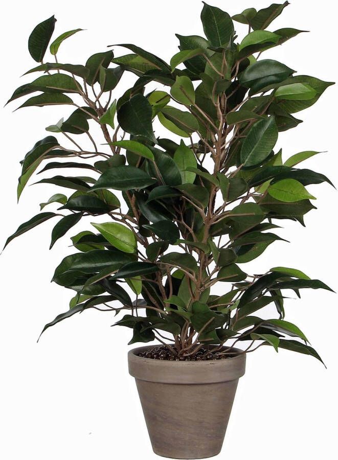 Mica Decorations Ficus Natasja H40D30 Groen In Pot Stan D11.5 Grey