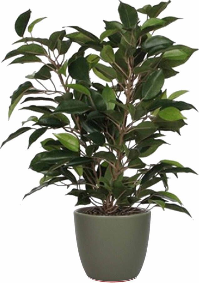 Mica Decorations Groene ficus kunstplant 40 cm met plantenpot dennengroen D13.5 en H12.5 cm Kunstplanten