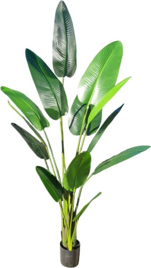 Mica Decorations Kunstplant Strelitzia Traveller Palm H235 cm