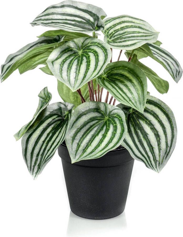 Mica Decorations Kunstplant Watermeloenplant Peperomia incl. sierpot zwart