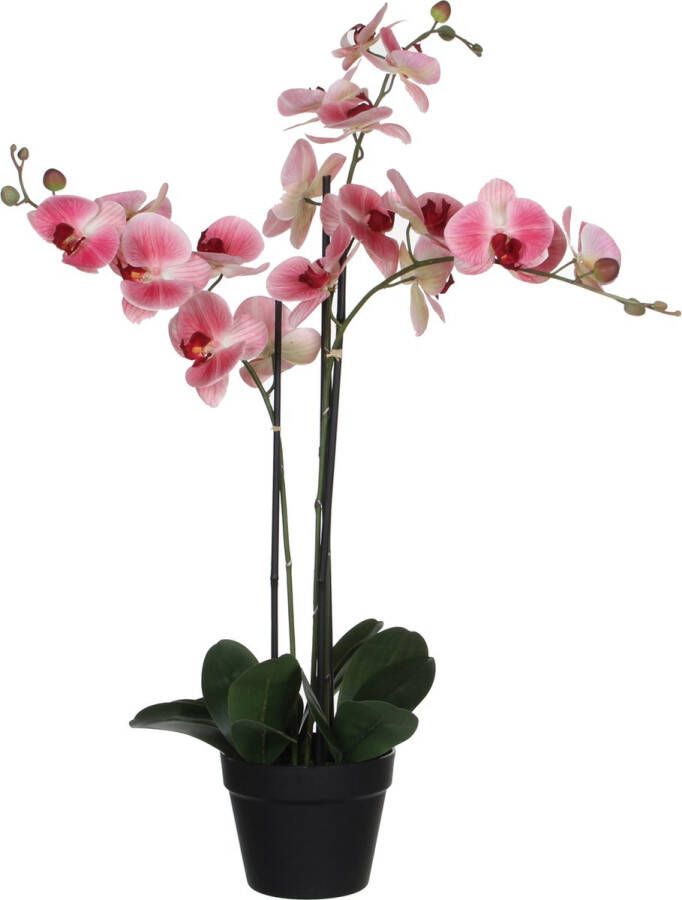Mica Decorations phalaenopsis in plastic pot roze maat in cm: 75 x 51 x 79 ROZE