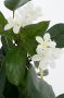 Mica Decorations Stephanotis Bruidsbloem Kunstplant kamerplant Wit In Grijze Sierpot H50 Cm X D40 Cm Kunstplanten - Thumbnail 1