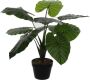 Mica Decorations Groene kunstplant Colocasia Taro succulent plant in pot Kunstplanten - Thumbnail 1