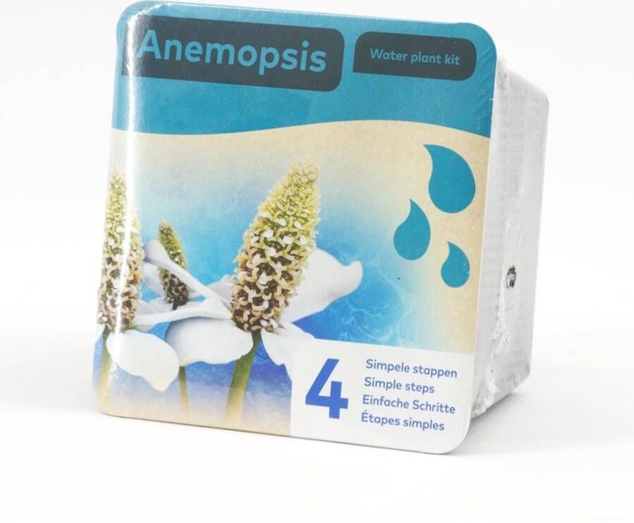 Moerings Droogverpakking vijverplant Anemopsis