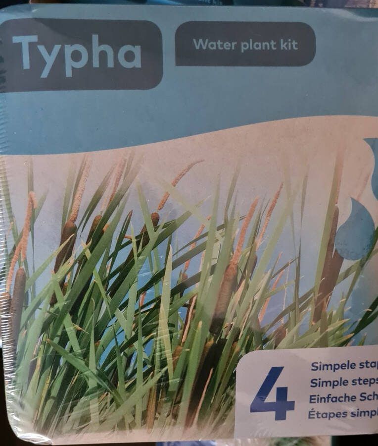Moerings Droogverpakking vijverplant Typha