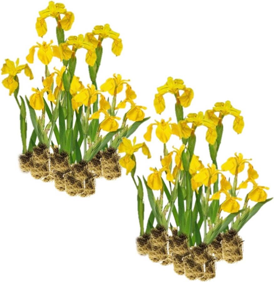 Vdvelde.com Gele Lis Iris Pseudacorus Voor ca. 2 5 m² 30 losse filterplanten Voor vijver plantenfilters Winterharde Vijverplanten Van der Velde Waterplanten