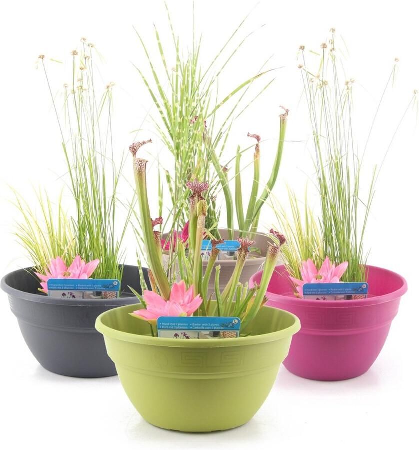 Moerings Terrasvijver Set Vijverbak inclusief verschillende planten in mix vijvermand vijvergrind en vijveraarde Voor Balkon Tuin Terras