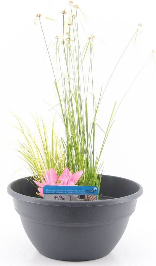 Moerings Terrasvijver Set Minivijver vijverbak inclusief verschillende planten in mix vijvermand vijvergrind en vijveraarde Voor Balkon Tuin Terras Antraciet