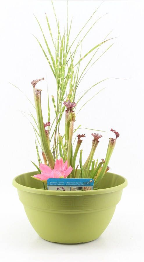 Moerings Terrasvijver Set Minivijver vijverbak inclusief verschillende planten in mix vijvermand vijvergrind en vijveraarde Voor Balkon Tuin Terras Lime