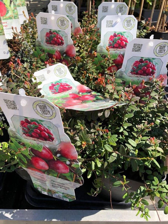 Cranberry Grote veenbes ca. 40 cm hoog bessenstruik fruitplant eigen fruit kweken