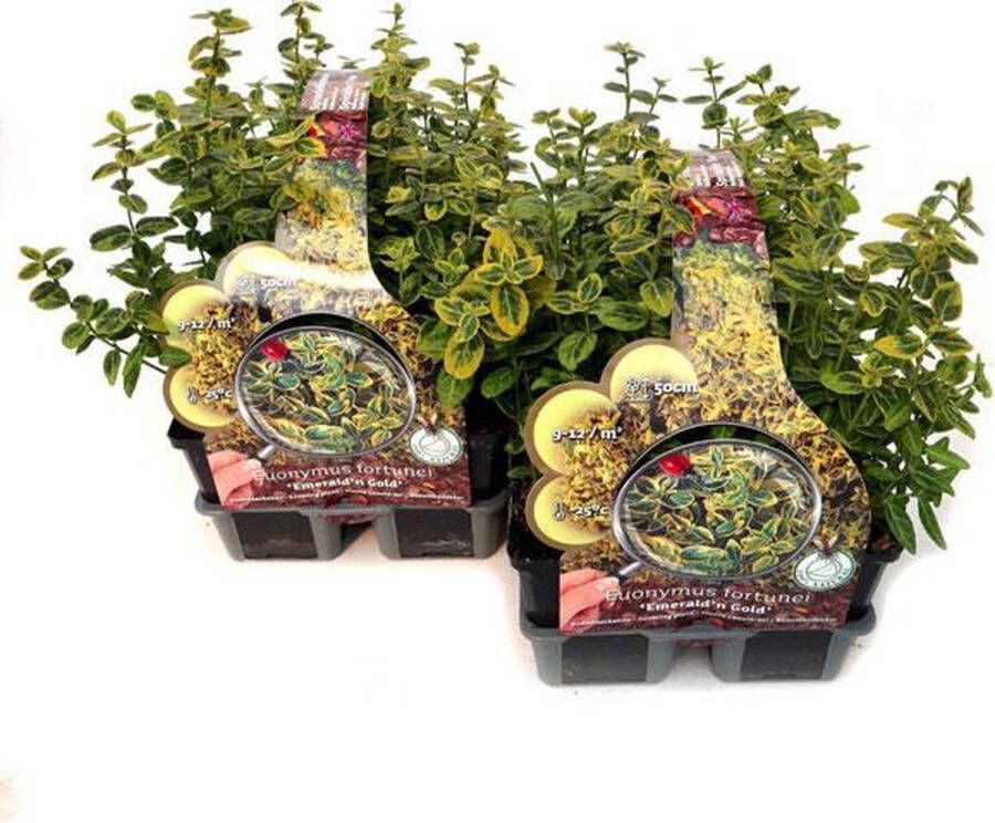 Merkloos Sans marque Goudbonte Kardinaalsmuts 'Emerald ´n Gold' (Euonymus fortunei) 12 planten (2x sixpack) Bodembedekker Vaste plant Tuinplant Winterhard Groenblijvend Groen Geel Goud