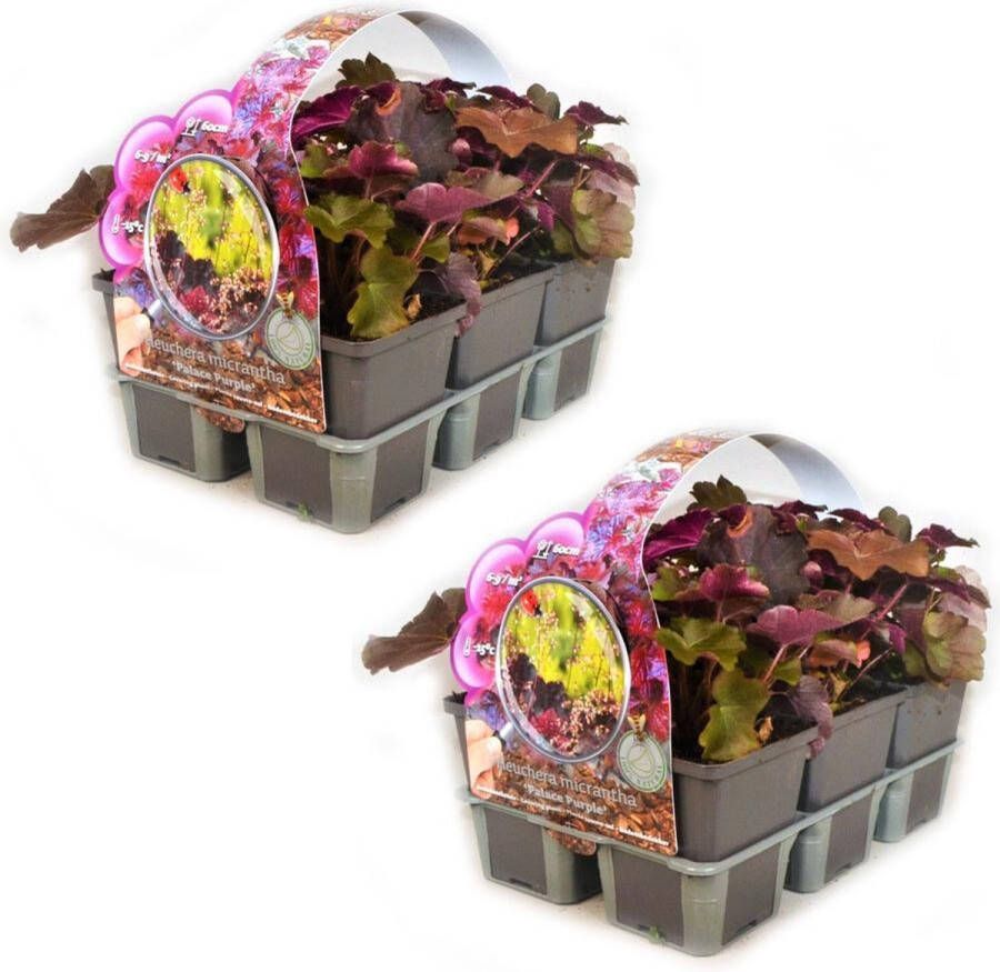 Merkloos Sans marque Heuchera micrantha 'Palace Purple' (Purperklokje) 12 planten (2x sixpack) Bodembedekker Vaste plant Tuinplant Winterhard Groenblijvend Groen Purperklokje Paars