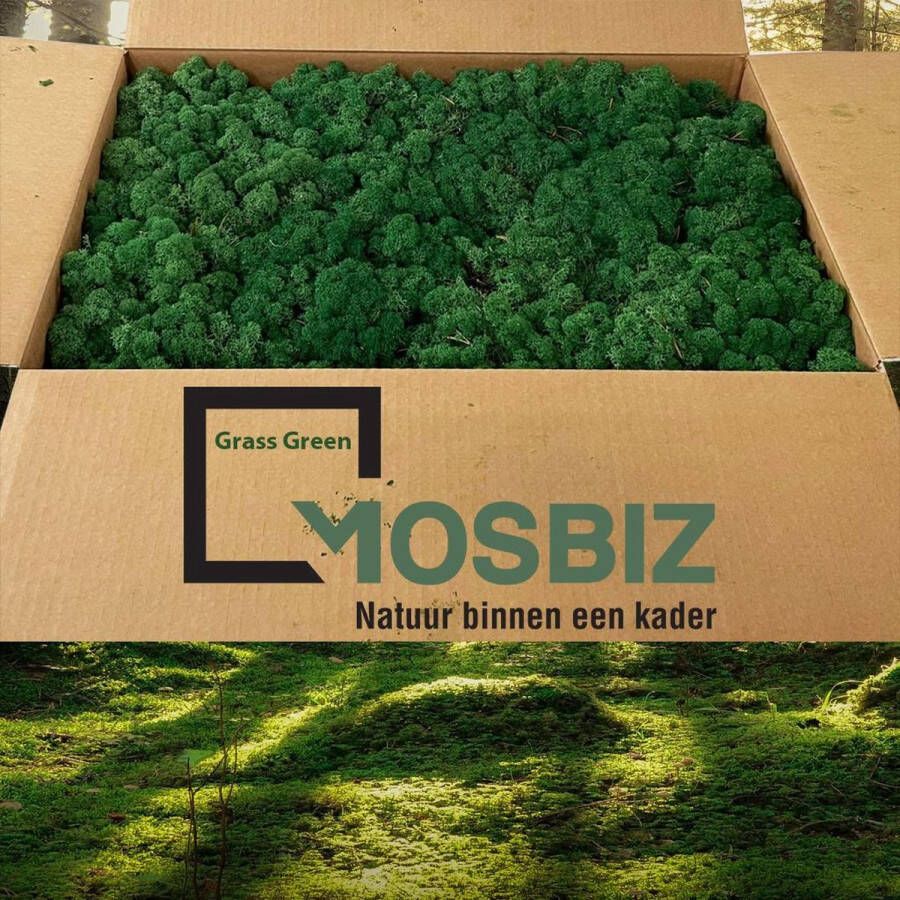 MosBiz Rendiermos Grass green 2 laags (2 6 kilo) voor decoraties schilderijen en mos wanden