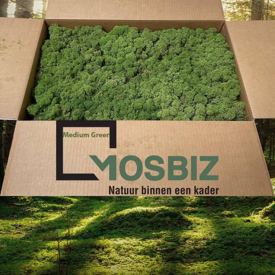 MosBiz Rendiermos Midden groen 2 laags (2 6 kilo) voor decoraties schilderijen en mos wanden