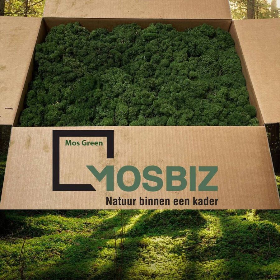 MosBiz Rendiermos Mos green 2 laags (2 6 kilo) voor decoraties schilderijen en mos wanden