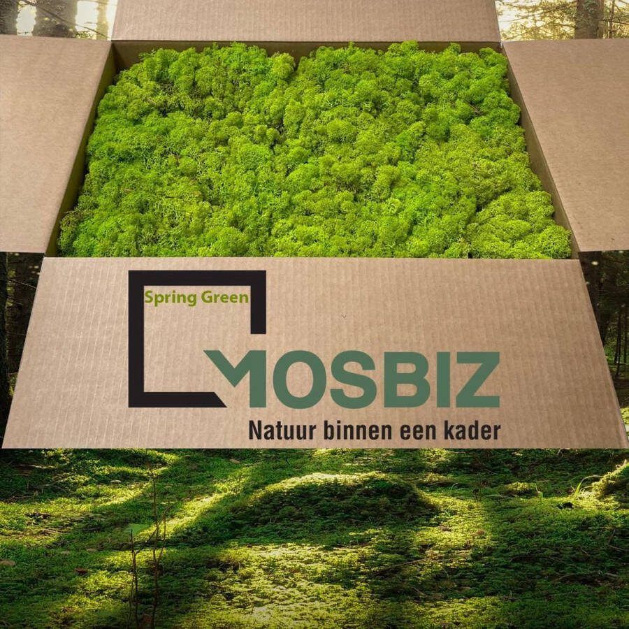 MosBiz Rendiermos Spring Green 2 laags (2 6 kilo) voor decoraties schilderijen en moswanden