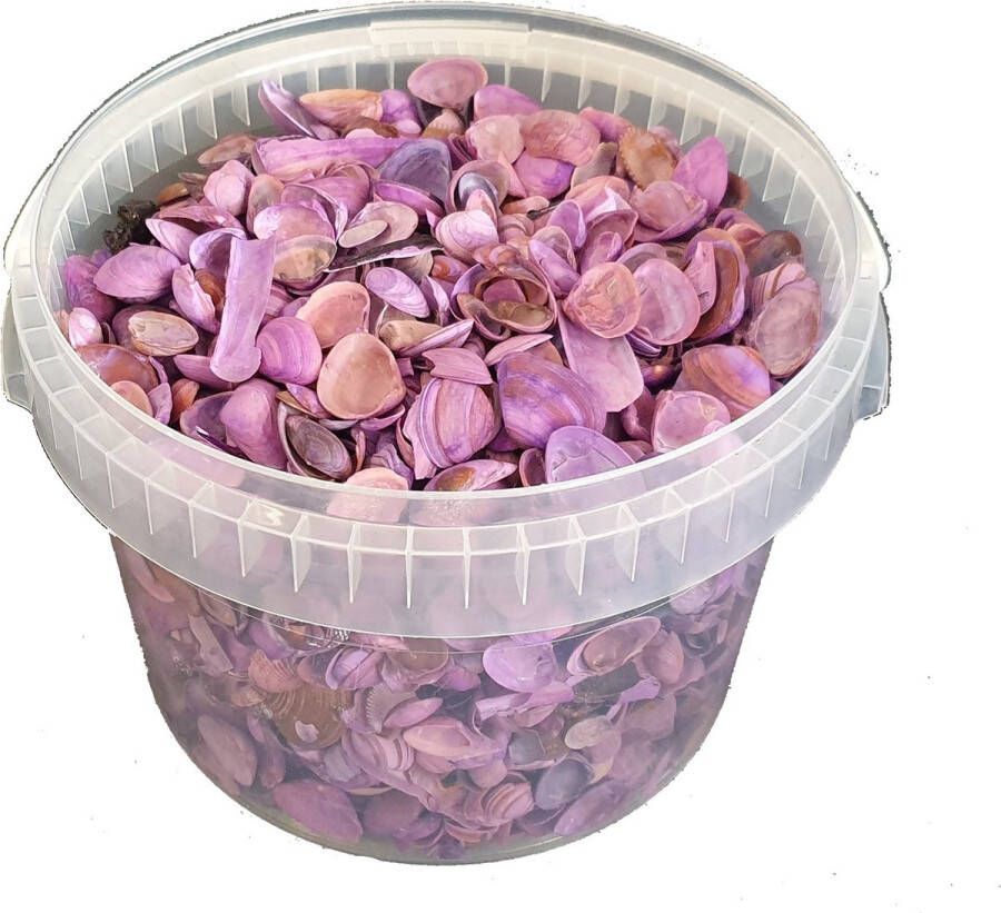My Flowers Noordzee schelpen 3 liter in emmer mat paars mix van Nederlandse schelpen