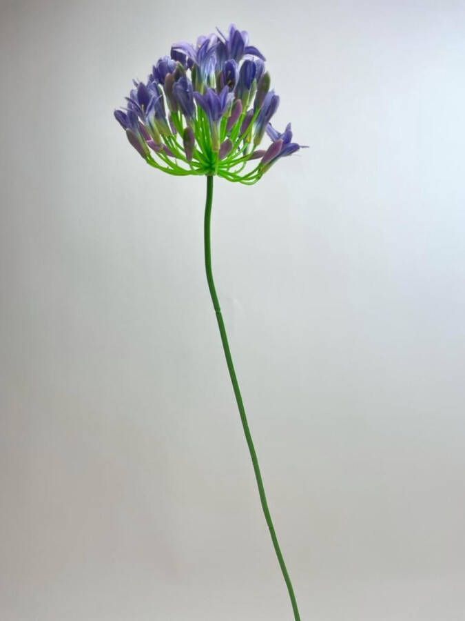 Myflowers b.v. Zijden kunstbloem Agapanthus |Blauw Lengte 75 centimeter