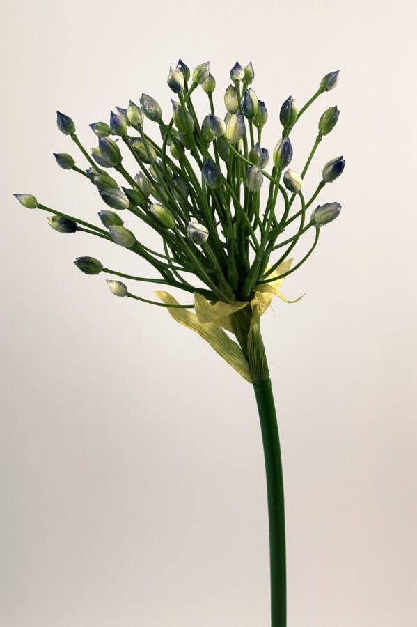 Myflowers b.v. Zijden kunstbloem Allium Blauw Lengte 70 centimeter