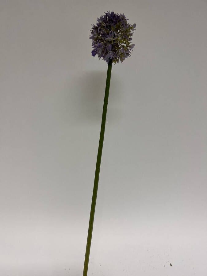 Myflowers b.v. Zijden kunstbloem Allium Paars Lengte 57 centimeter