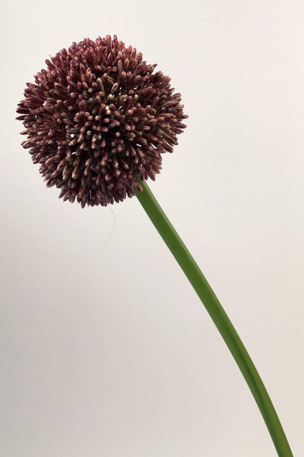 Myflowers b.v. Zijden kunstbloem Allium Paars Lengte 60 centimeter