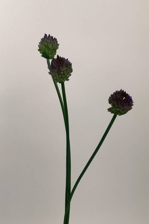 Myflowers b.v. Zijden kunstbloem Allium Paars Lengte 66 centimeter