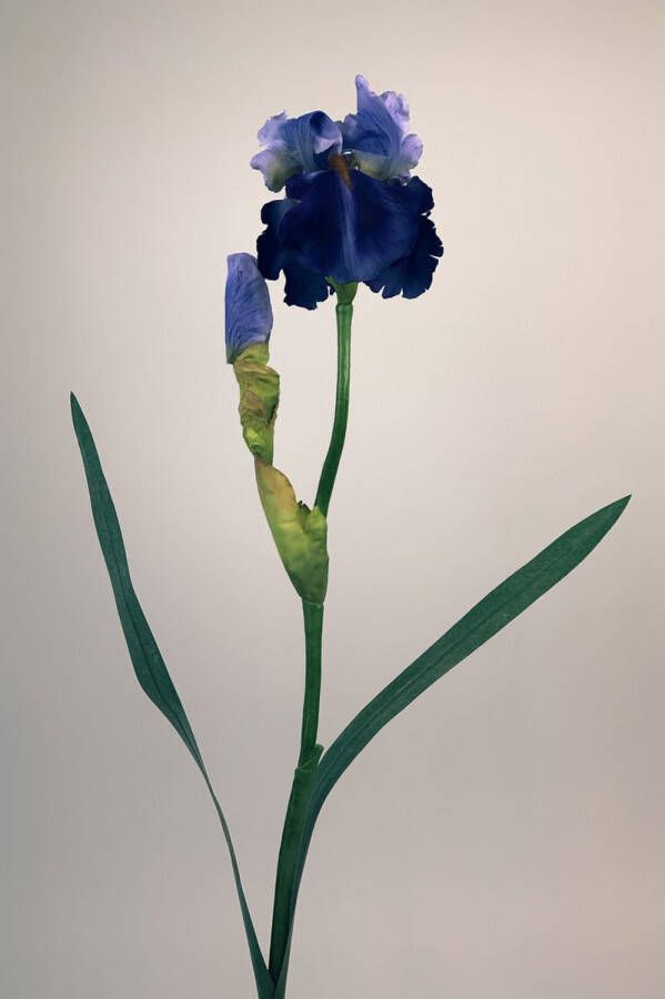 Myflowers b.v. Zijden kunstbloem Iris Blauw Paars Lengte 71 centimeter