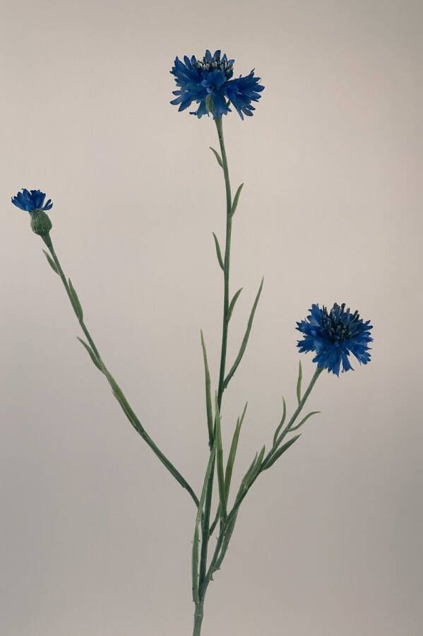 Myflowers b.v. Zijden kunstbloem Korenbloem Blauw Lengte 62 centimeter