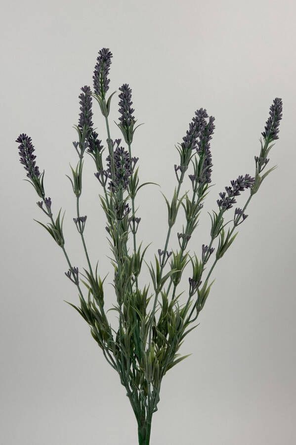 Myflowers b.v. Zijden kunstbloem Lavendel Blauw Lengte 60 centimeter