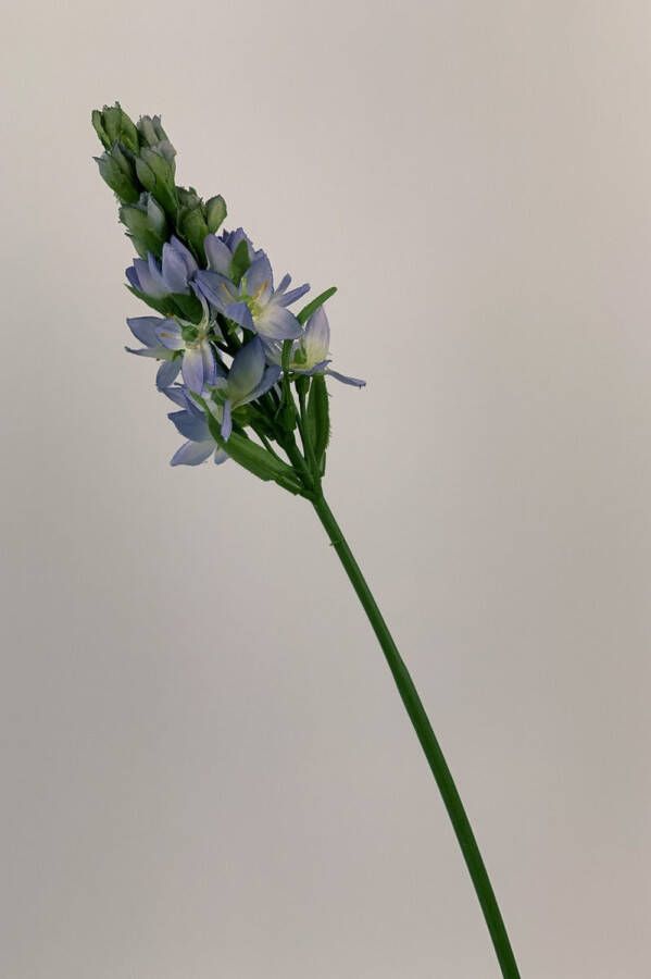 Myflowers b.v. Zijden kunstbloem Lelie Blauw Lengte 45 centimeter