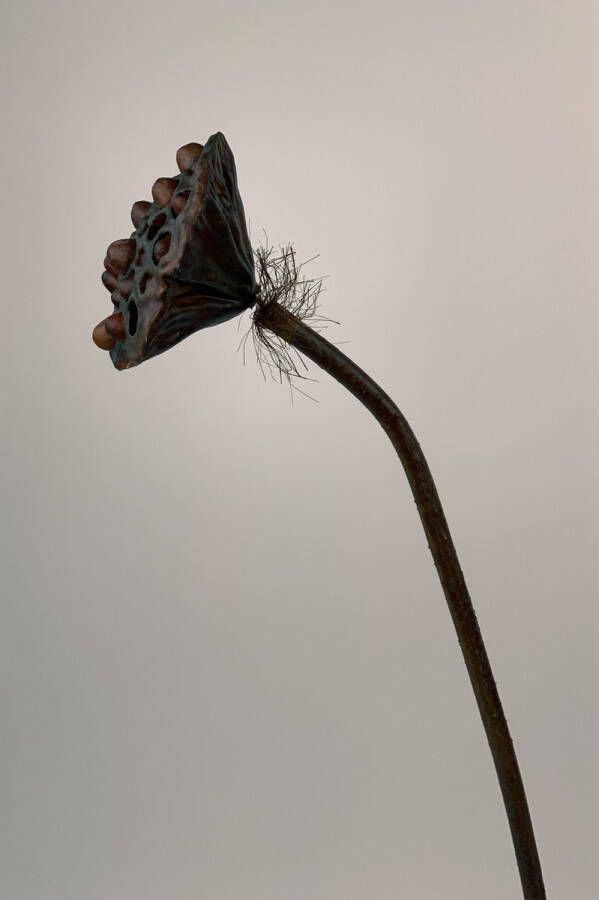 Myflowers b.v. Zijden kunstbloem Lotus Bruin Lengte 70 centimeter