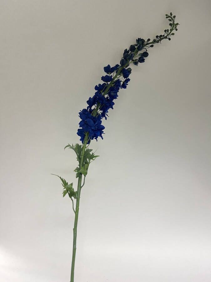 Myflowers b.v. Zijden kunstbloem Ridderspoor Blauw| Lengte 130 centimeter