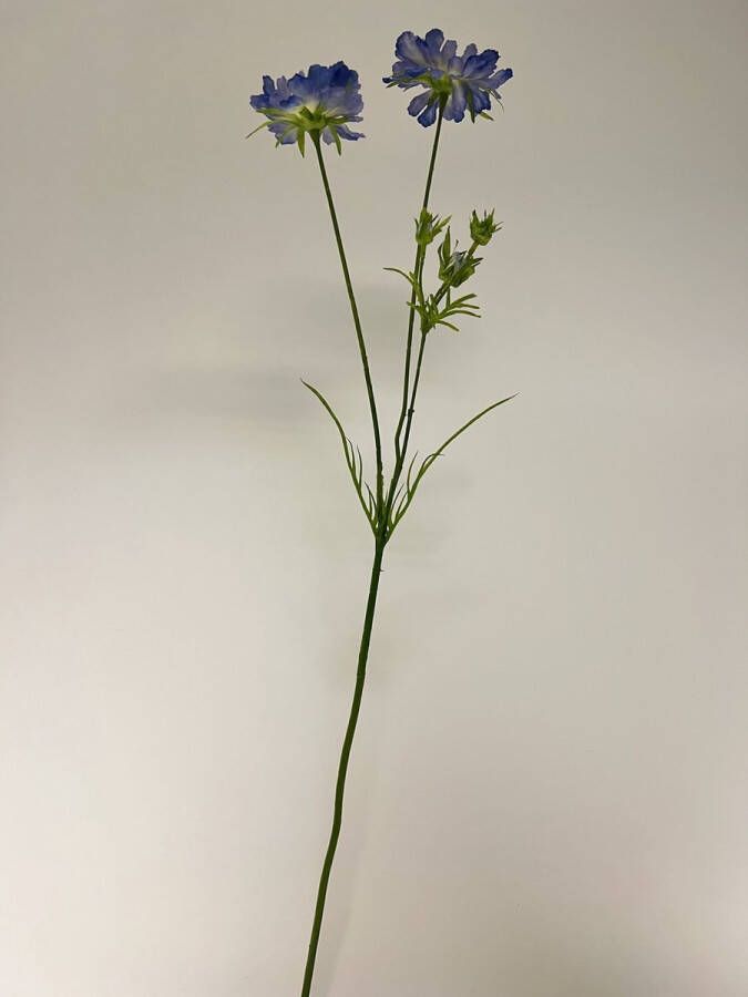 Myflowers b.v. Zijden kunstbloem Scabiosa Blauw Lengte 80 centimeter