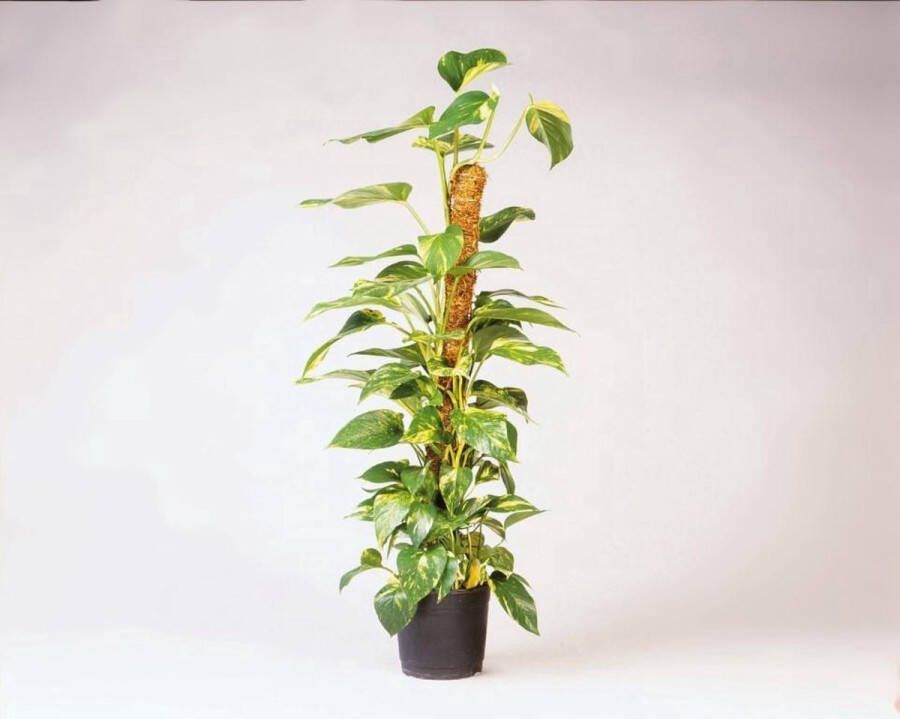 Nature Plantenstok kokos tonkinstokken bruin 60 cm diameter 38 mm plantensteunen plantstokken