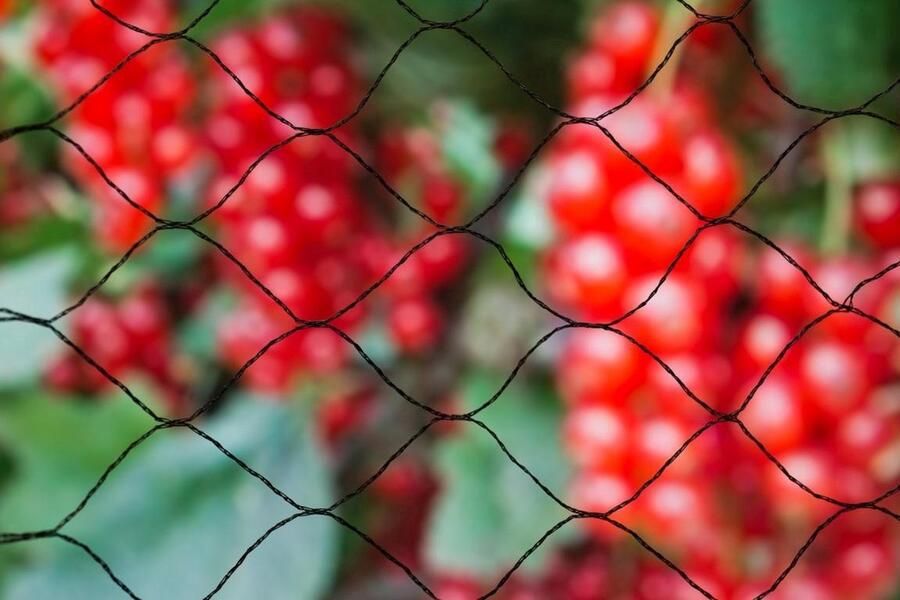 Nature Tuinnetten Primo Enkeldraads Pe Breisel Zwart Zeskantige Mazen + - 28x28 Mm 12 G m² 10 X 10 M