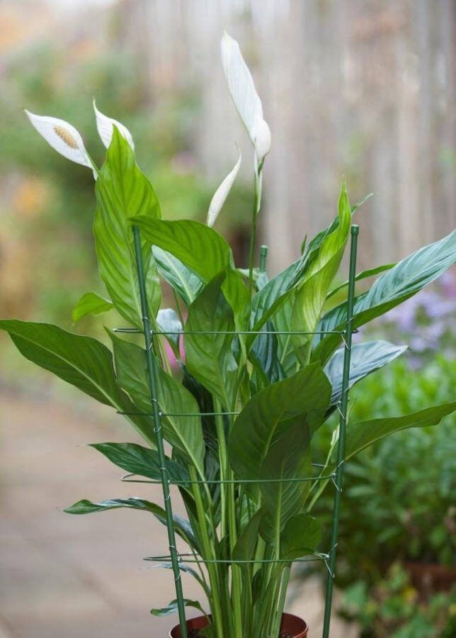 Nature Plantensteunen Geplastificeerd Metaal Groen H60cmxø7mm