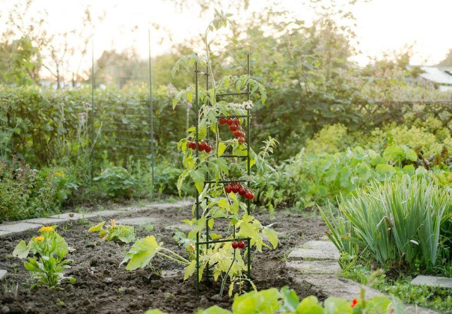 Nature Tomatensteun Driehoek H150cm x Ø11mm Verstelbaar