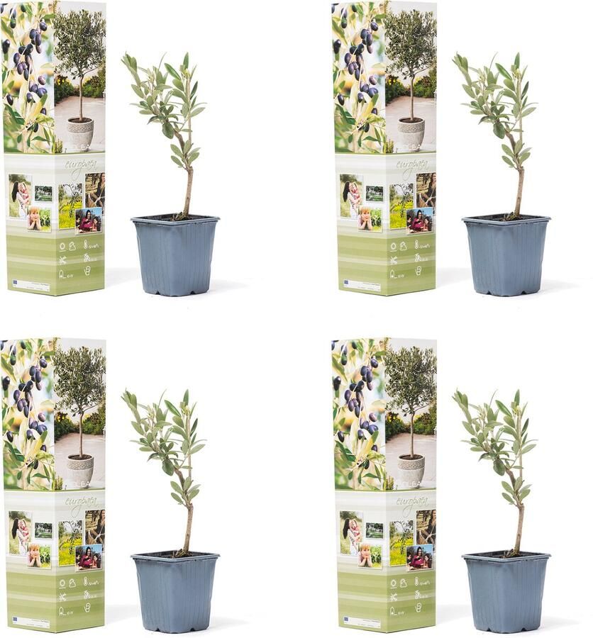 NatureNest Olijfboom Olea europaea 4 stuks 35cm