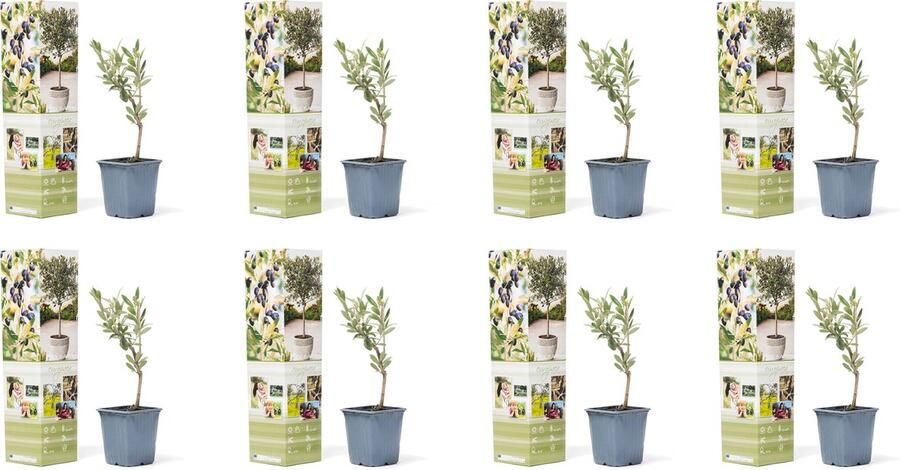 NatureNest Olijfboom Buitenplanten Olea europaea 8 stuks 35cm