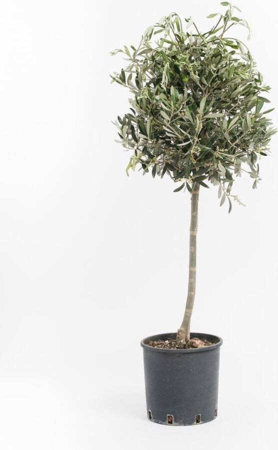 NatureNest Olijfbomen op stam winterhard XXL 90-110 cm