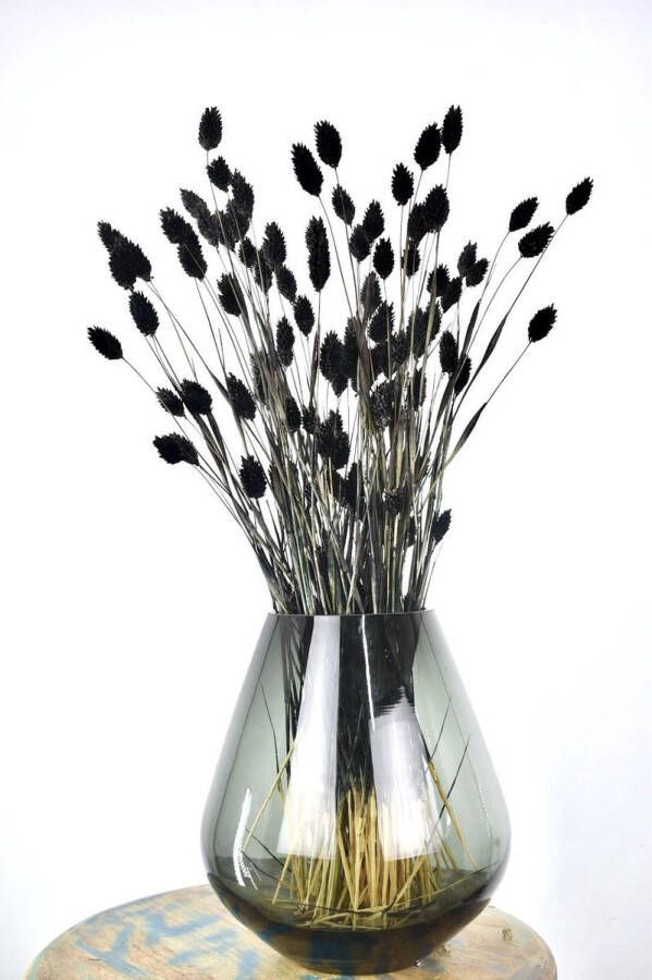 Natuurlijk Bloemen Droogbloemen Phalaris Zwart | Kanariegras | 60 cm |
