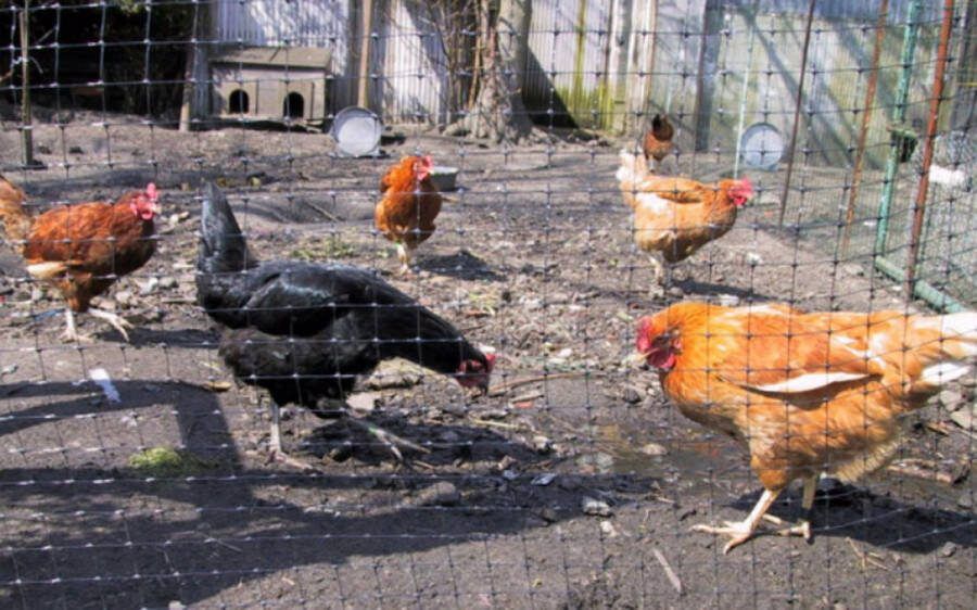 NK Vogelnet voor volière knooploos PP 17 x 20mm maaswijdte afmeting 2m x 200m Zwart