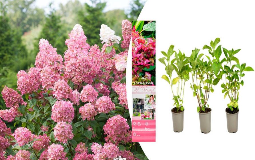 NatureNest Buitenplanten -OH2 Plant Hydrangea Pink Diamond set van 3 30-38 cm Prachtige roze bloemen