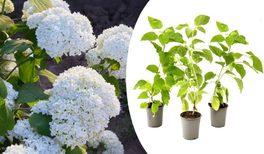 NatureNest Buitenplanten Plant Hydrangea Set van 3 x Annabelle Hortensia's Wit Prachtige bolvormige Bloemkoppen