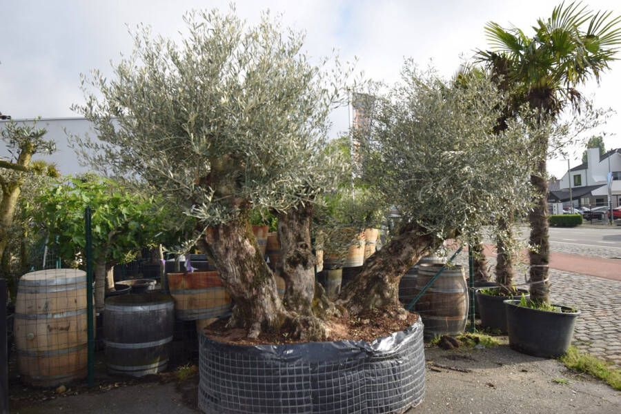 Olea Europaea 3 stammige olijfboom